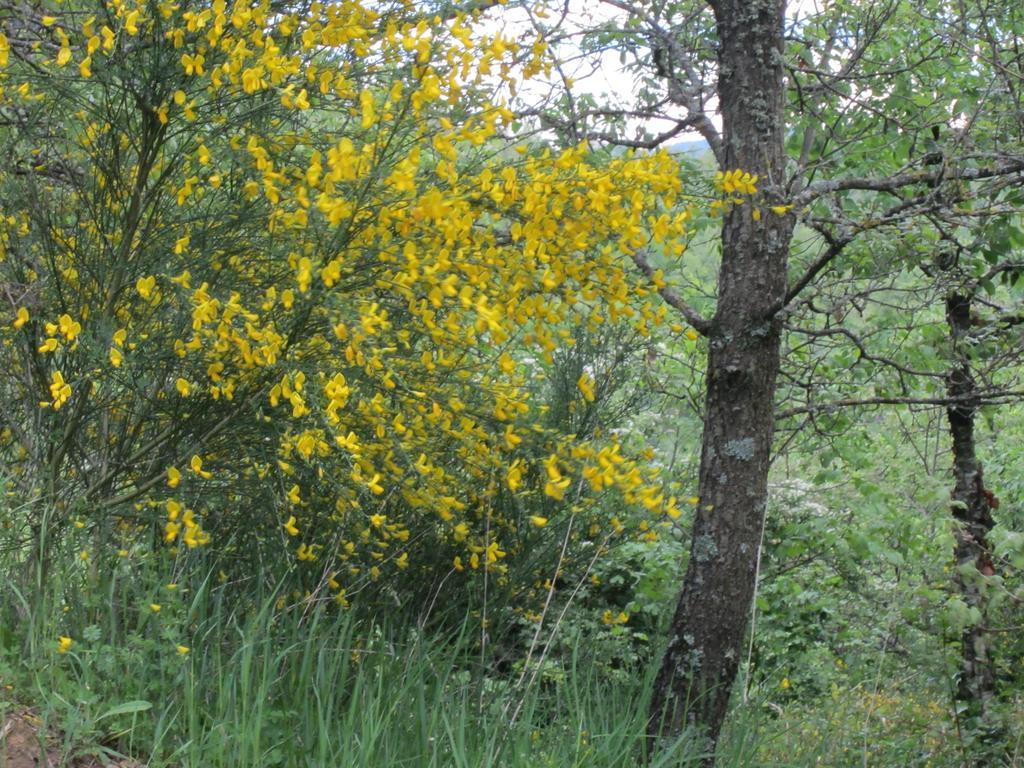 Bed And Breakfast Country Hill Arezzo Exterior foto