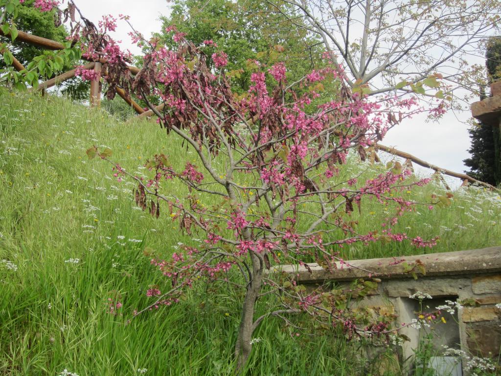 Bed And Breakfast Country Hill Arezzo Exterior foto